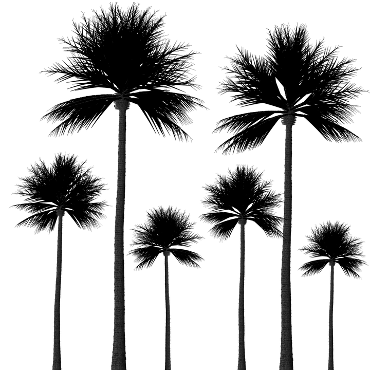 footer-silhouette-palmtrees_pixabay